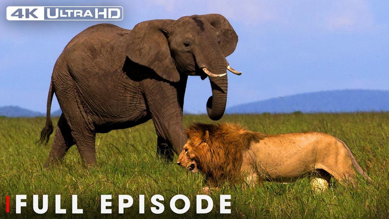 Explore the Clash of the Titans: Ultimate Predator (Full Episode) | Nature Animal Documentary