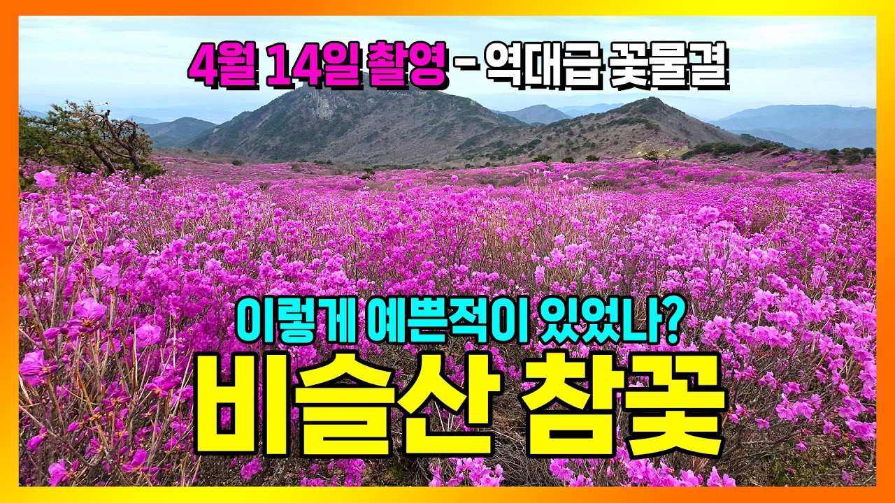 (4K) 한국에 이런 곳이 있었다고? 30만 평 분홍빛 바다, 비슬산 참꽃 4월14일 현황  #비슬산 #참꽃축제 #비슬산참꽃문화제 #진달래꽃