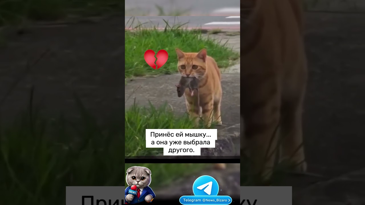 Драма #кот #котики #cat #прикол #юмор #shortvideo #shorts #short #video #милота #мило #грусть #драма