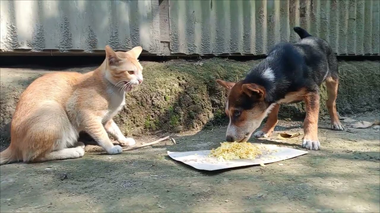Cats and Puppy Lunch War🔥 | funniest cat and dog fight | cat funny videos | dog funny videos | dog