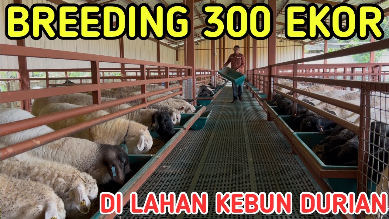 PELIHARA 300 EKOR INDUKAN SAMBIL MERAWAT KEBUN DURIAN 1,3 HEKTAR | ATHAYA FARM