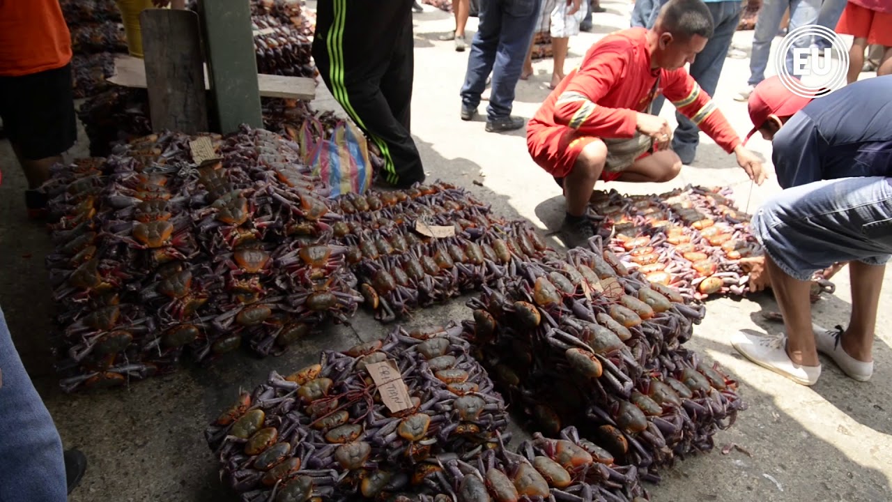 Primeras planchas de cangrejo llegaron  con un  mayor precio