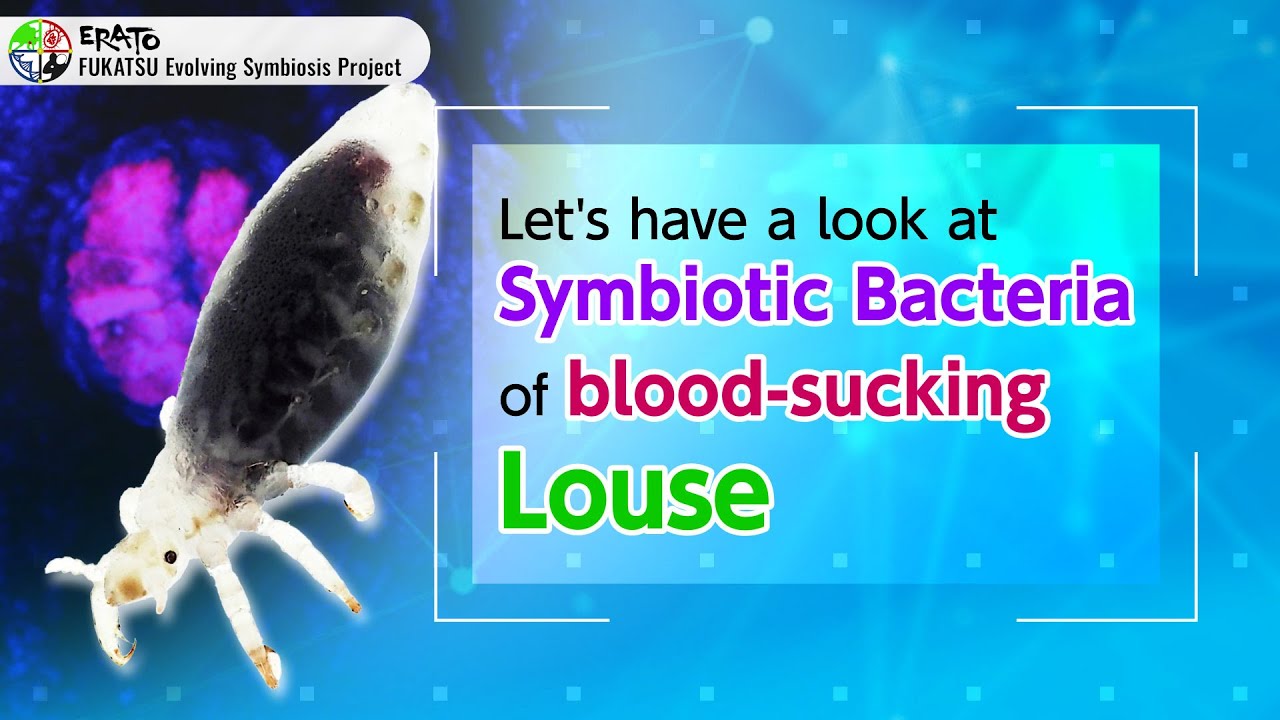 Blood-sucking lice and their symbiotic bacteria [ERATO Evolving Symbiosis Project]