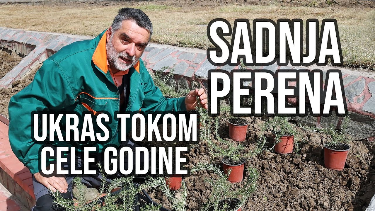 Sadnja perena - ukras tokom cele godine