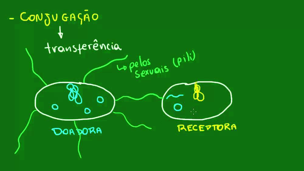 Conjuga&ccedil;&atilde;o bacteriana - Diversidade dos Seres Vivos - Biologia