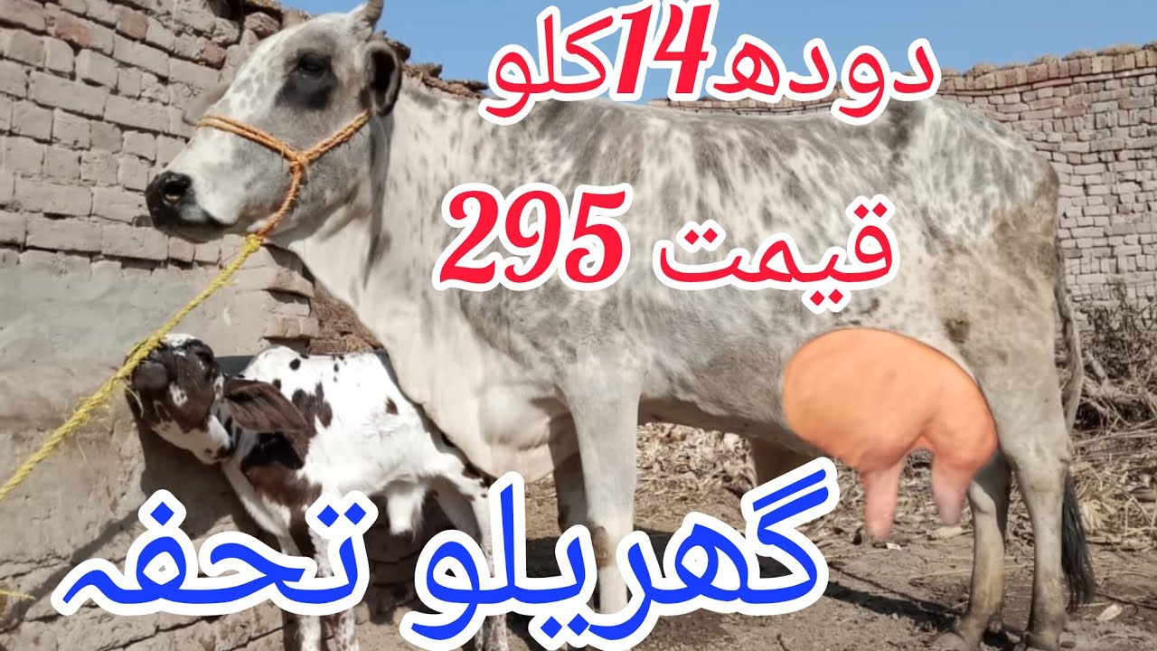 چولستانی برگی کراس گائے سیل آن پاکستان یوٹیوب 03051845466..==14.2.2026