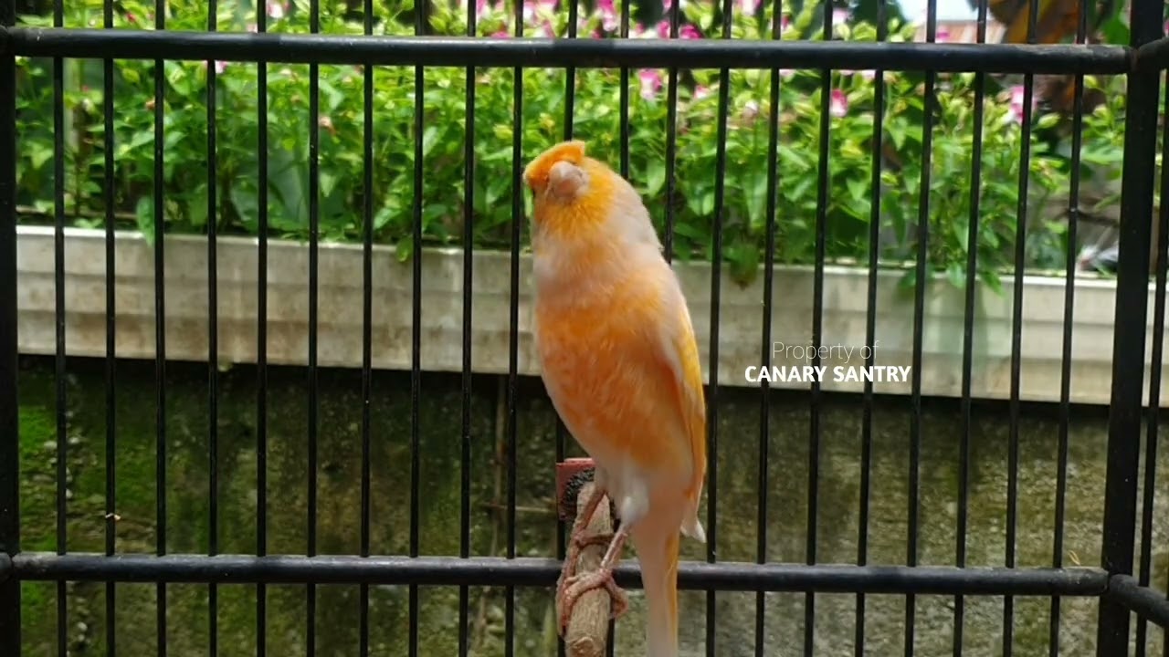 Best Male Canary Training Song for Young Birds (Paud)