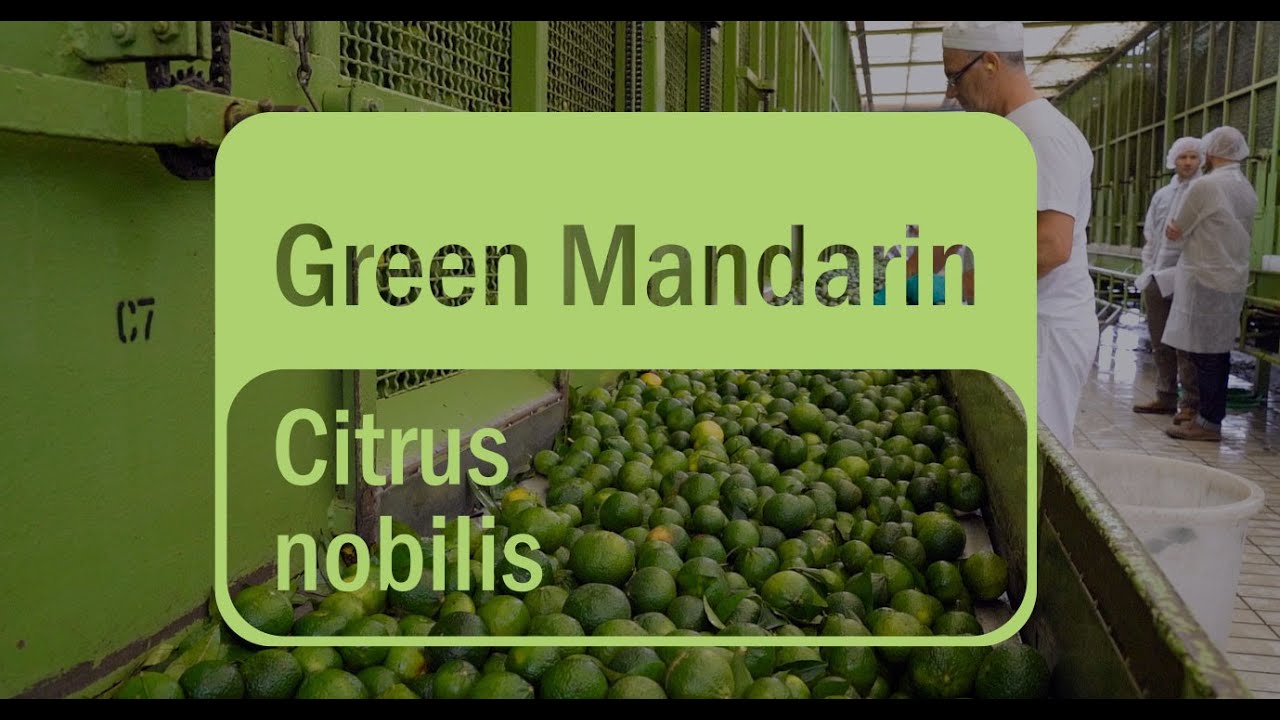doTERRA - Green Mandarin Essential Oil Sourcing (Translated Subtitles)