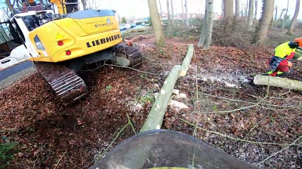 Dicke Eichen fällen | Verkehrssicherung | Wertholz | Teil 08