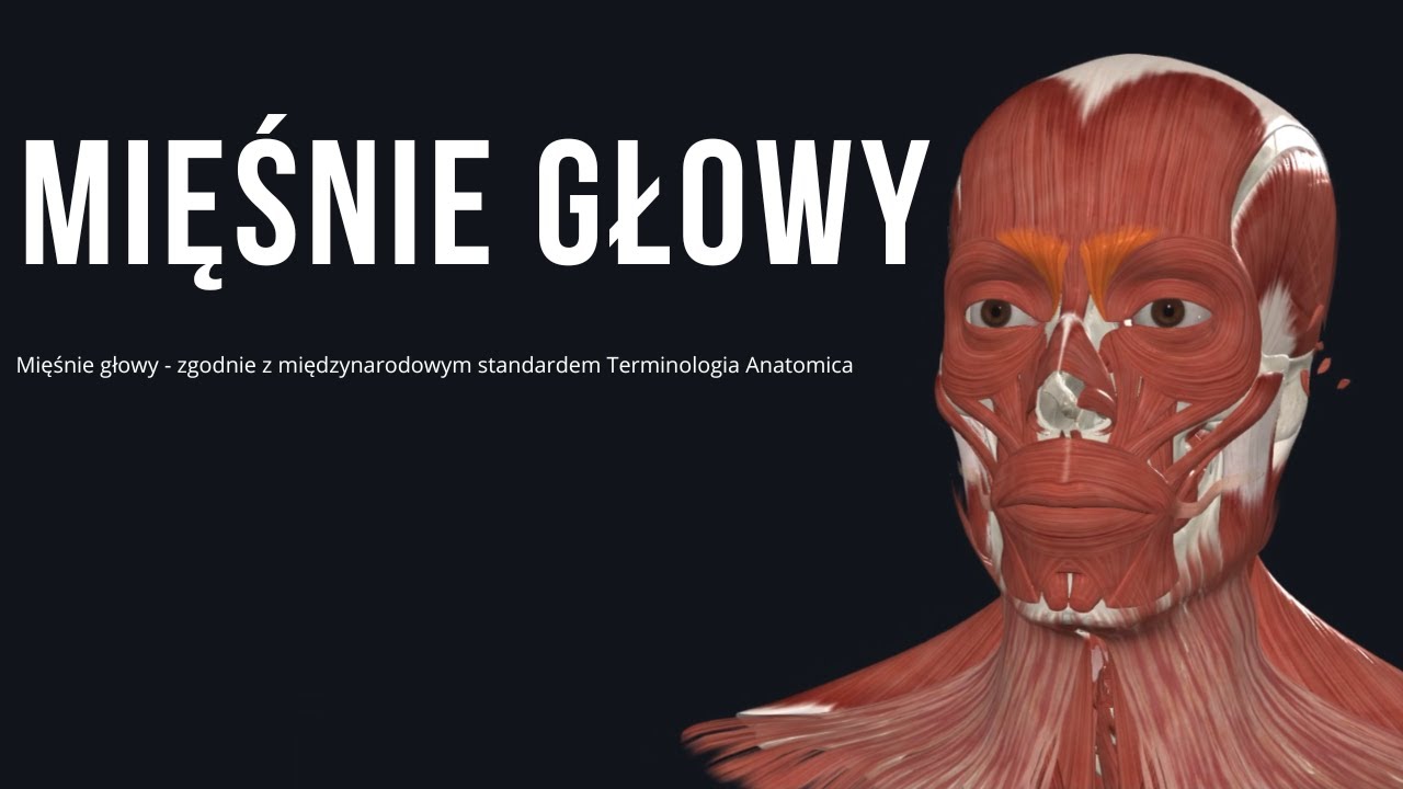 Mięśnie głowy - zgodnie z międzynarodowym standardem Terminologia Anatomica
