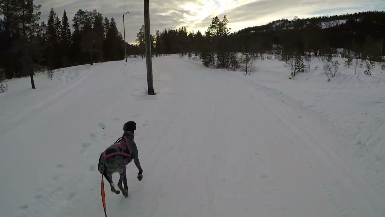 11mnd Greyster Bikejoring on SNOW!!