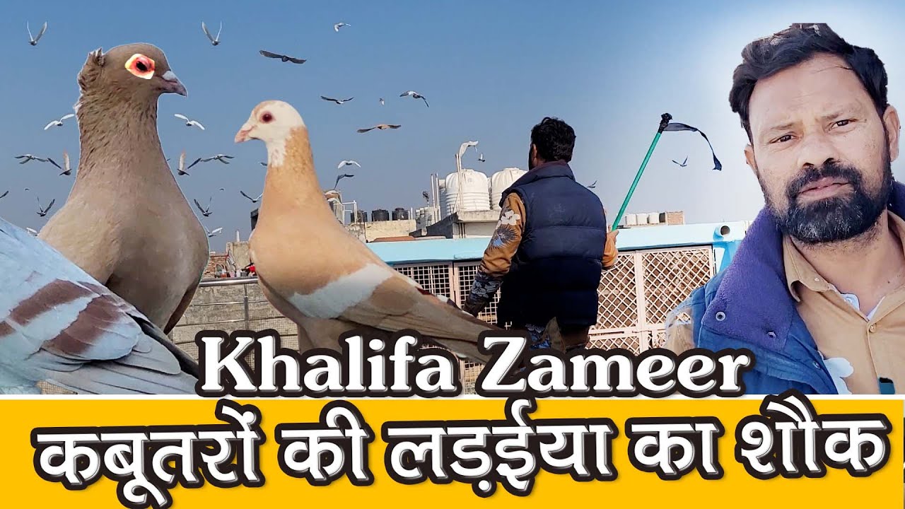 Zameer Khalifa Ka Ladaiya Ka Shok, Pigeon Fight, Delhi Ki Kabutar Bazi