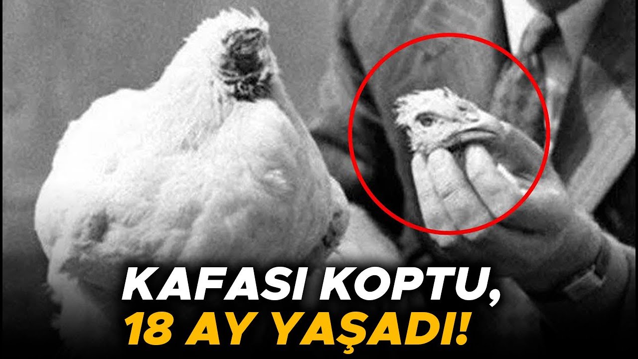 Mucize Mike: 18 Ay Başsız Yaşayan Tavuk