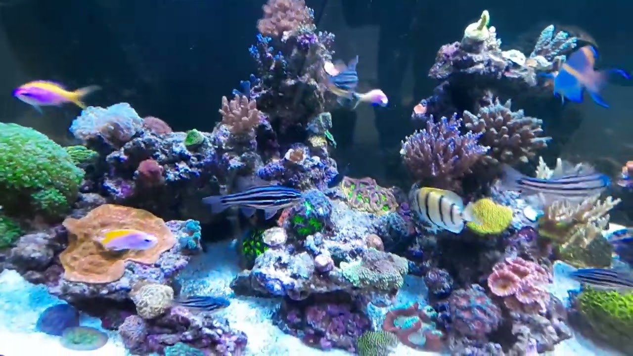 1000L REEF (2021) decommissioned