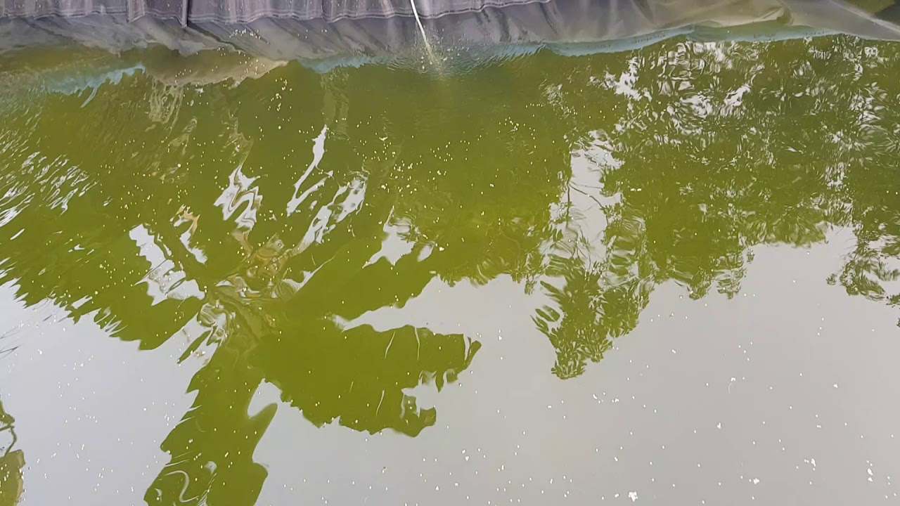 Kattla rohu all carp giant goura nutter thilapia white cat fish