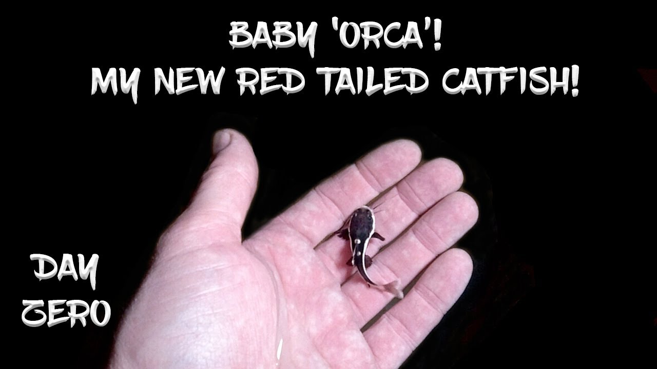 I Bought a Baby Red Tailed Catfish! (And Named Him 'Orca'!)