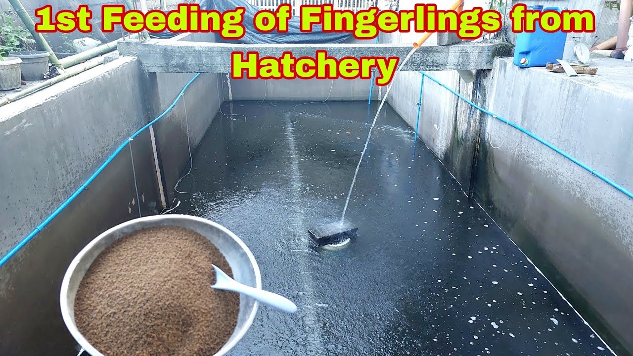 Feeds Introduction to Hito Fingerlings- BEGINNERS GUIDE