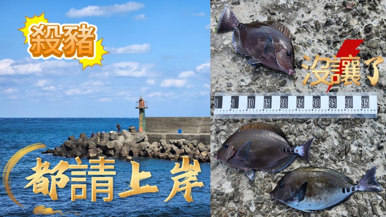 年初一 漁港 安全 磯釣 爬肉粽 岸邊磯 青苔 新北市 貢寮區 黑豬哥 藻餌 拉爽爽 馬崗漁港 20250129