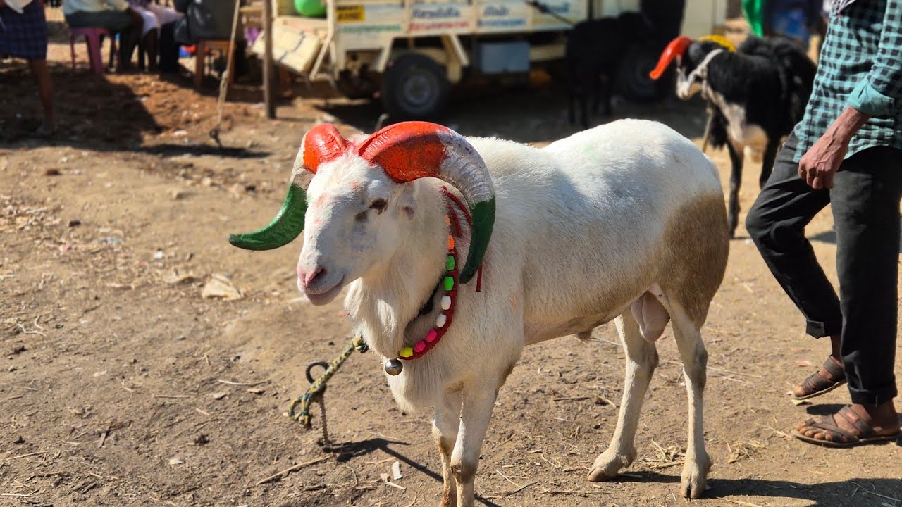 Haveri sheep and goats market update Every Thursday morning bazar Karnataka India