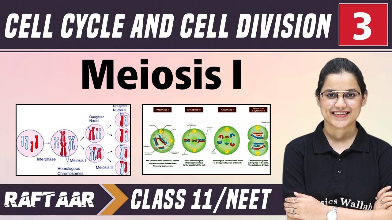 Cell Cycle and Cell Division 03 || Meiosis-I || Class 11/NEET || RAFTAAR