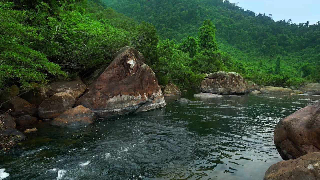 Birds Chirping, Beautiful Forest Sounds for Healing, Nature Sounds for Sleeping