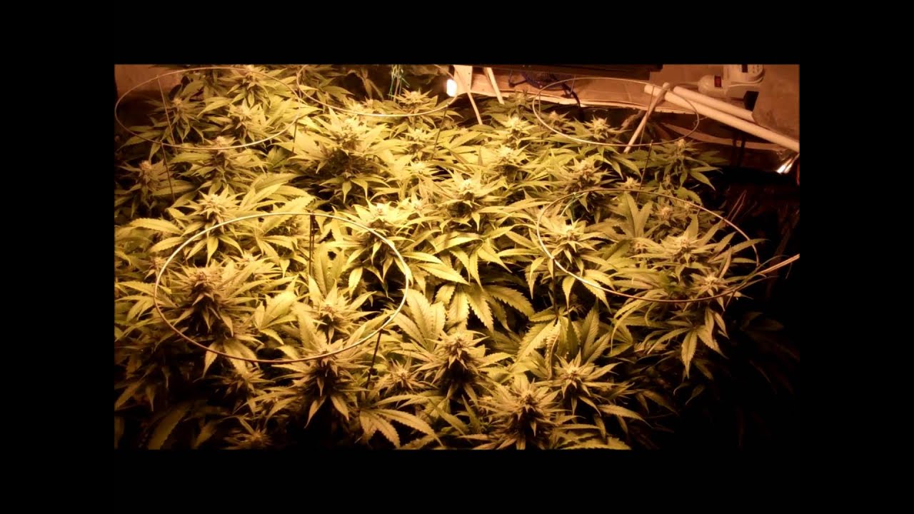 Grape Krush flower day 34