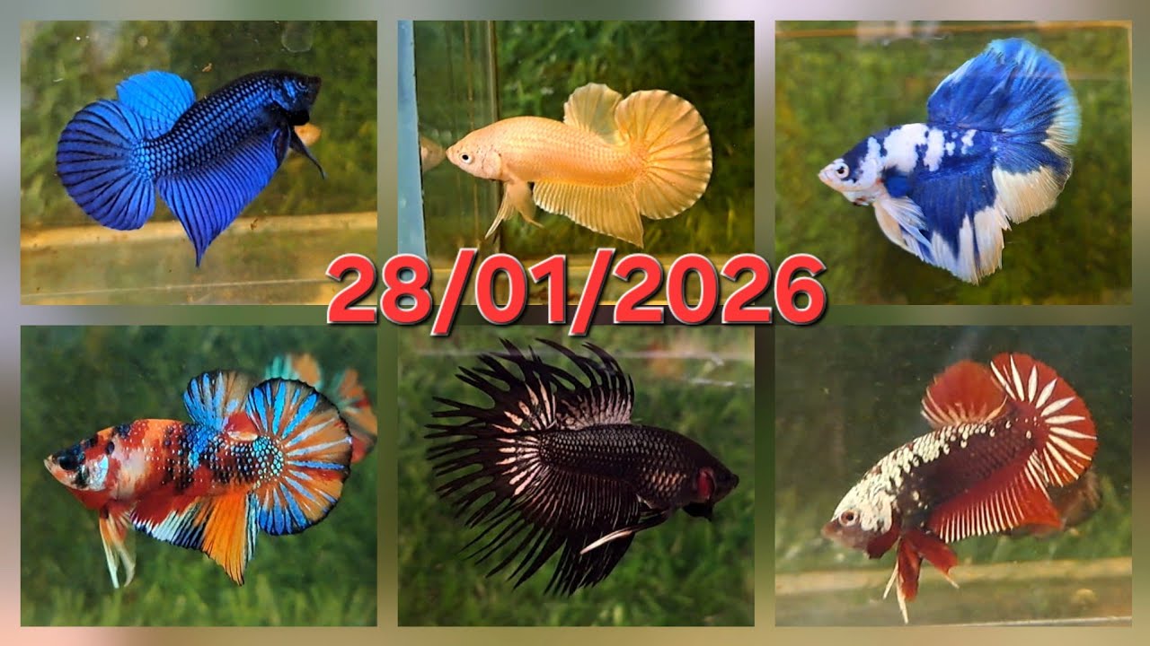 28/01/2026, BETTA GIÁ RẺ: HALFMOON ĐA SẮC, DUMBO, SAMURAI, NEMO, HOANG DÃ, MARBLE DOT HALFMOON