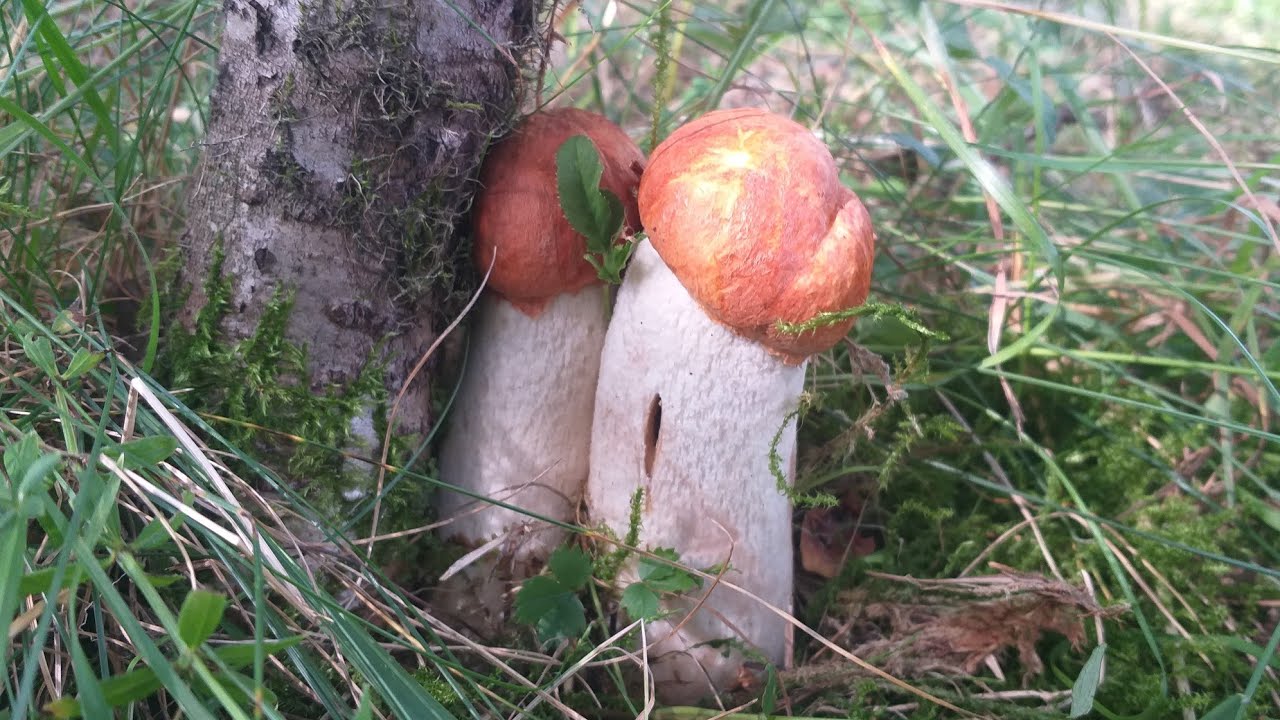 Grzybobranie, prawie wysyp! Koźlarze i prawdziwek