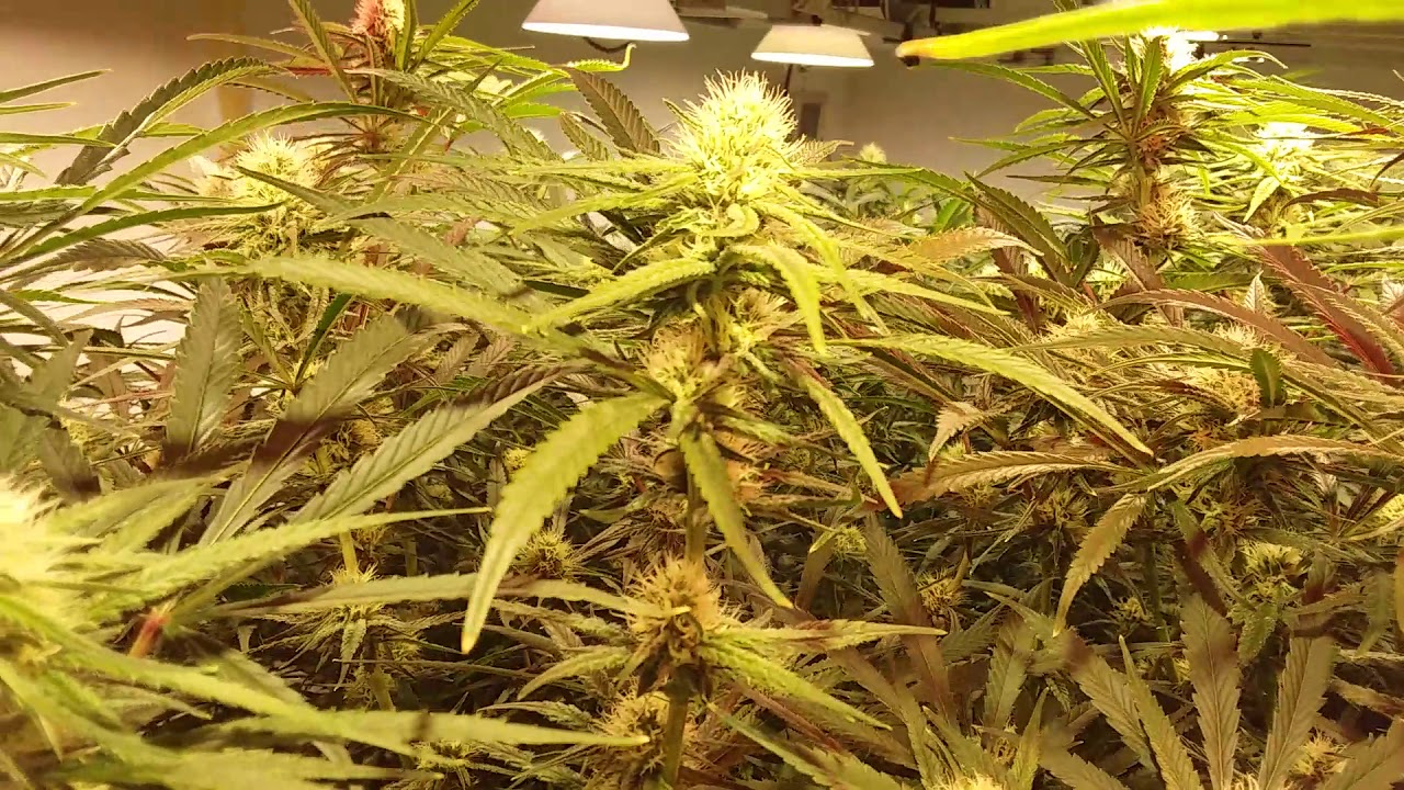 Alien Orange Congolese, Day 38 of Flower
