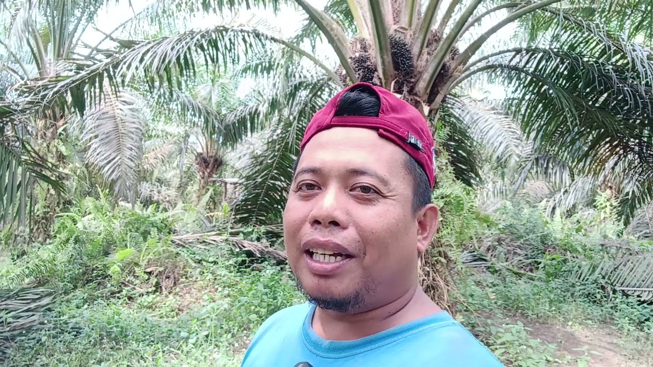 Perawatan dan pemupukan 