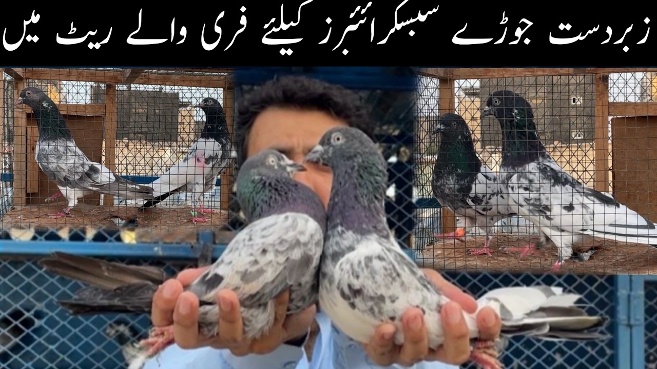 Faqeergul Teddy Kamagar Francay MotiWale AliWale Ferozpuri Quality Pairs Only For Subscribers 😀😍