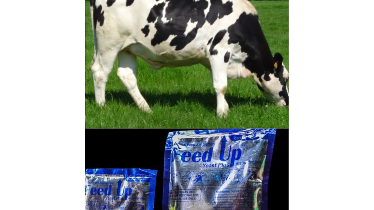 പശുക്കൾക്ക് feedup yeast plus കൊടുത്താലുള്ള ഗുണങ്ങൾ എന്തെല്ലാം