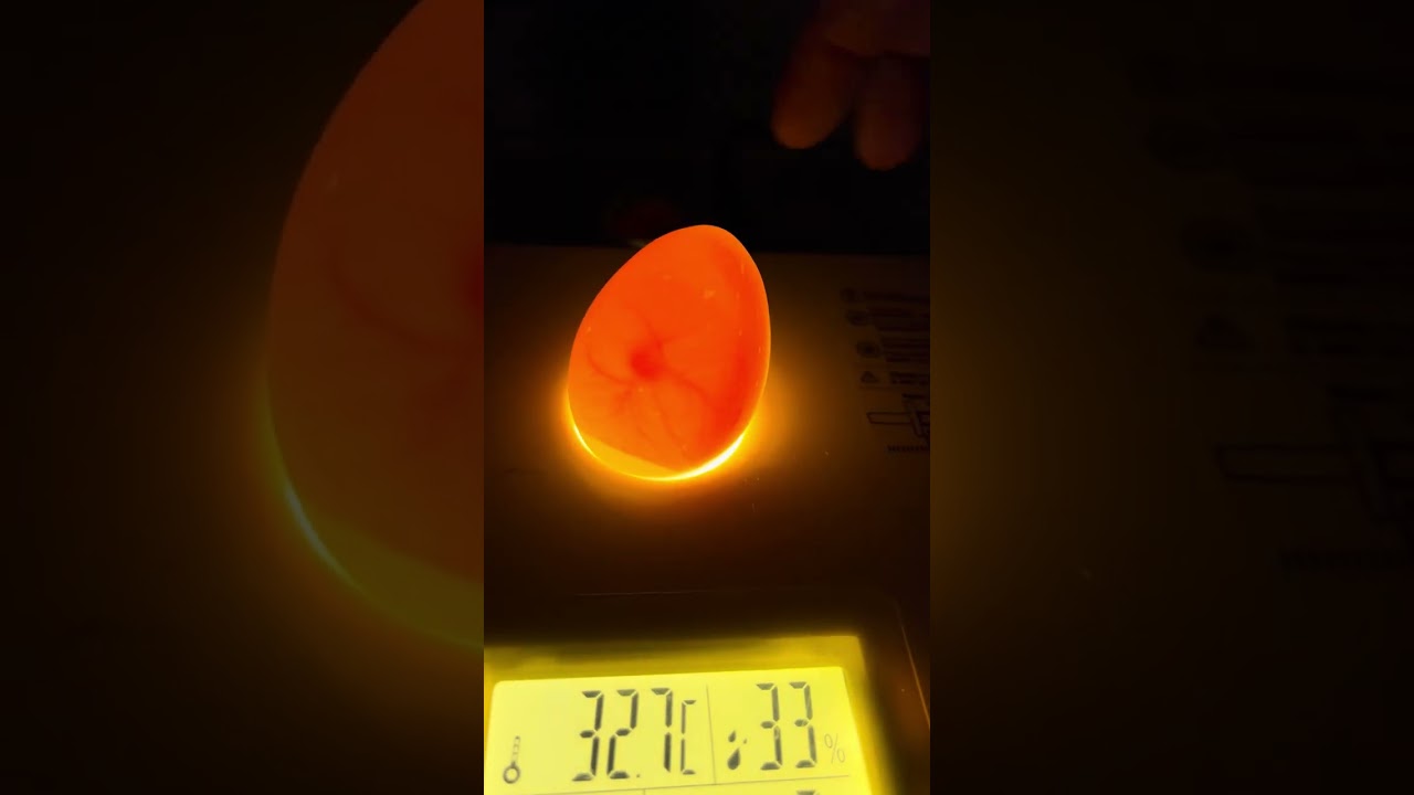Oboscopia para descartar huevos infertiles 