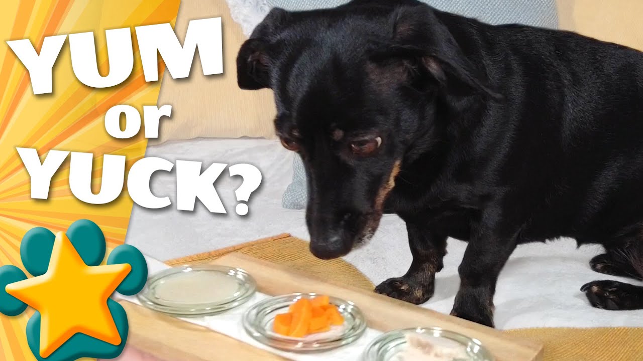Dog Taste Test: Rabbit vs. Sweet Potato – but the Winner Is ...?⭐ Linni Tries Things