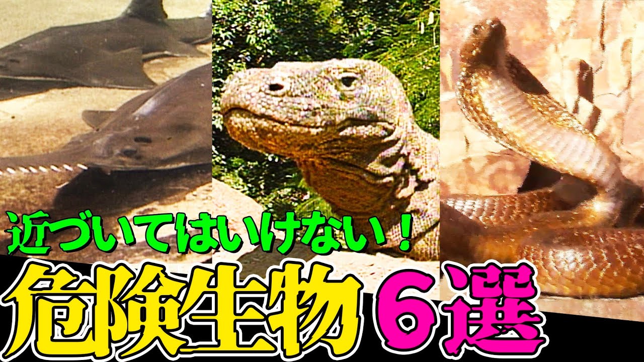 【閲覧注意】絶対に近づいてはいけない危険生物６選！猛毒や凶器を持つヤバい動物たち【「飛び出せ！科学くん」からお送りする特別編】