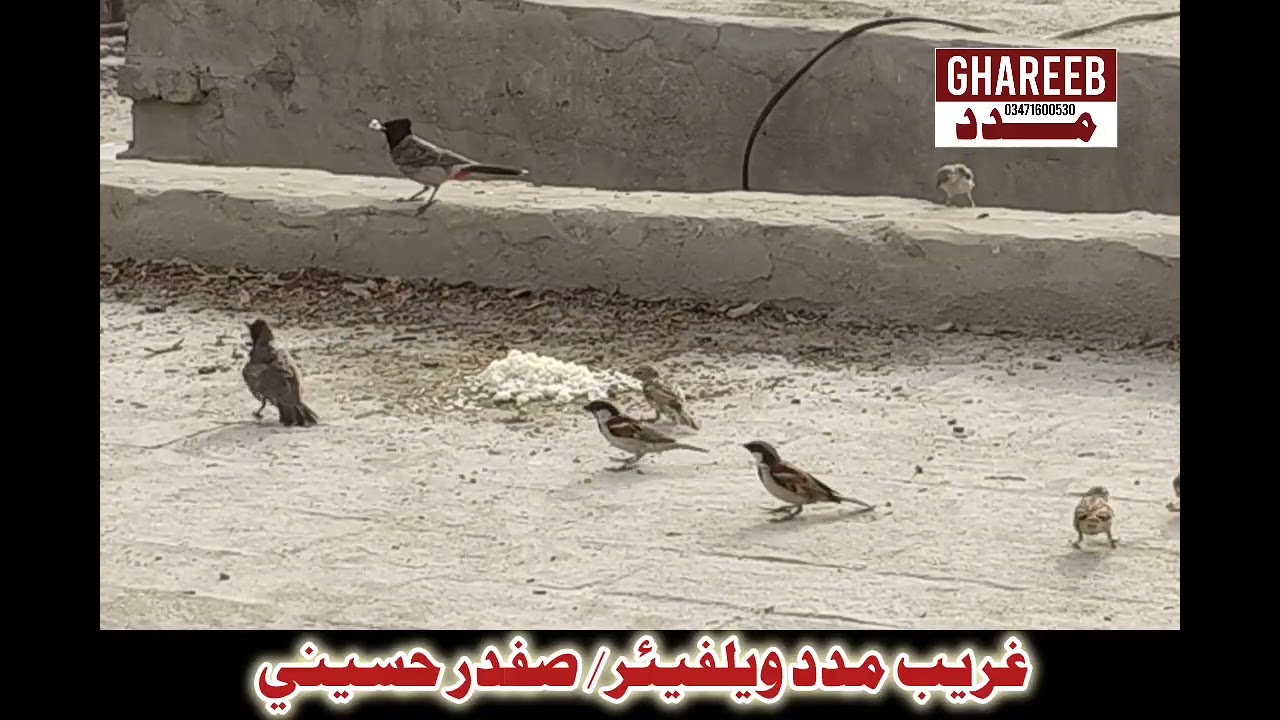 Parindon Ki Bhi Khidmat Kiya Karen | GHAREEB MADAD `Welfare` | Safdar Hussaini