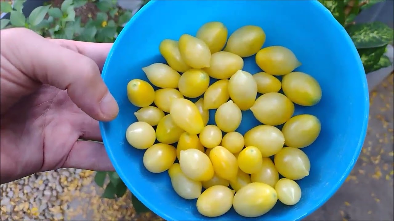 Дегустатор томатов: Barry's Crazy Cherry (Sour Drop Horde)!