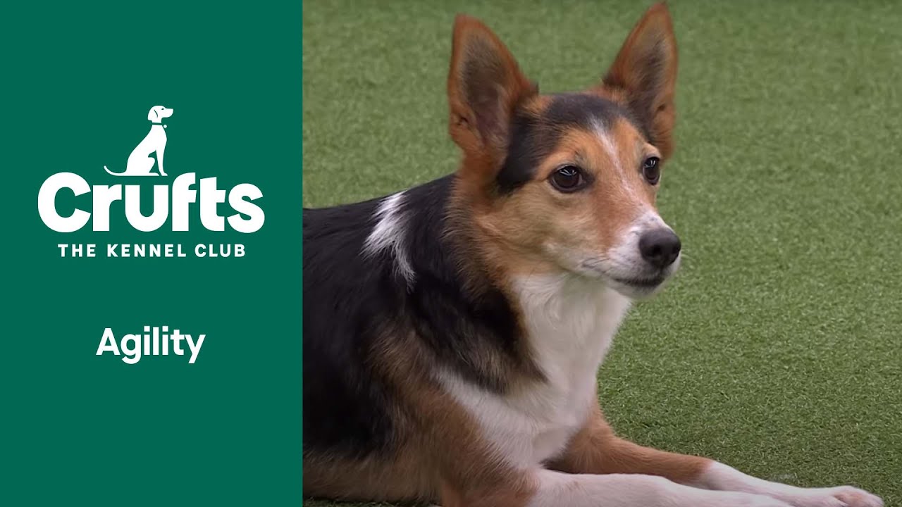 Agility Championship | Small and Medium Final | Crufts 2022
