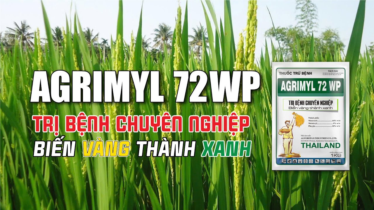 Trị Bệnh Đạo &Ocirc;n Ch&aacute;y L&aacute; Với Agrimyl 72WP | Hiệu Quả An To&agrave;n tr&ecirc;n L&uacute;a, Sầu Ri&ecirc;ng, CAT v&agrave; Rau M&agrave;u