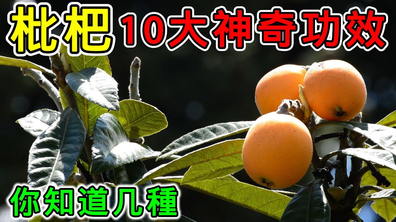 【養生】枇杷的10大神奇功效！潤肺止咳，增強免疫力，改善消化，清熱解毒，美白肌膚等等。#健康 #養生