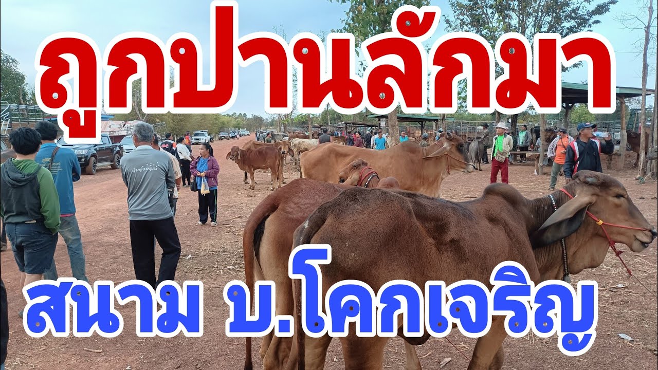 วัวเข้าแน่นคนเข้าสนามเยอะ สำรวจราคาวัวควาย เสาร์ 2 มี.ค.2567 สนามบ้านโคกเจริญ