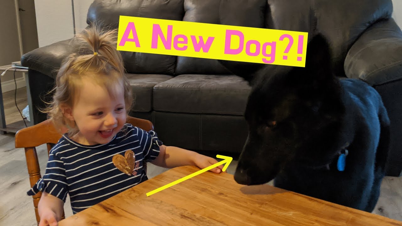 We are Fostering a Dog!