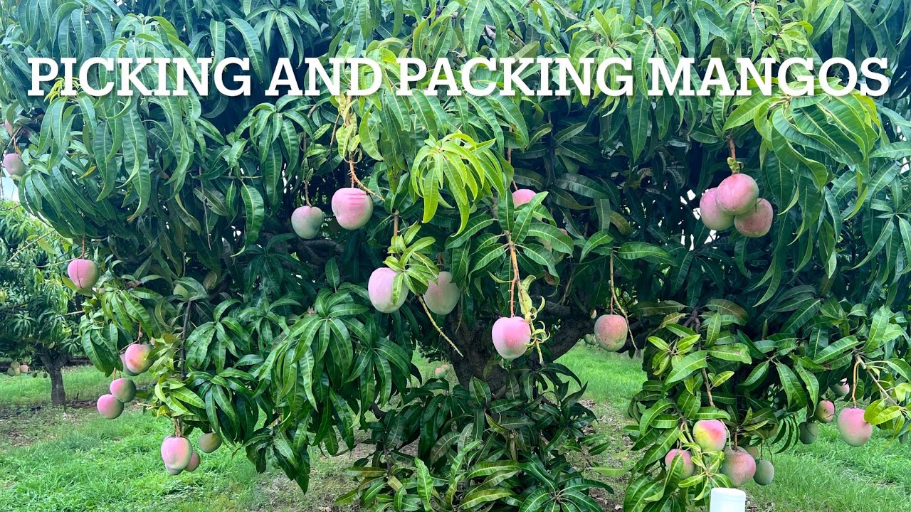 Picking and packing R2E2 Mangos Far￼ North Queensland,Mareeba