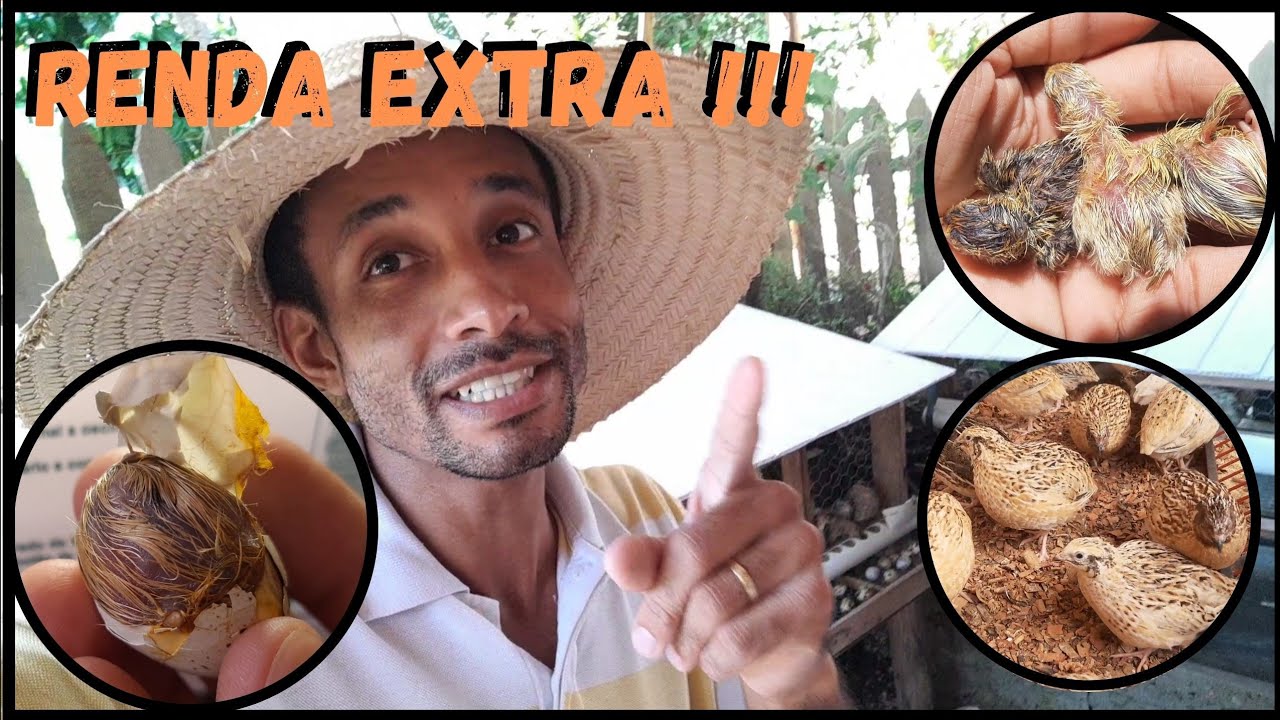 Complete a sua Renda Vendendo Pintinhos de Codorna GIGANTE @TILAPIAMinhaVida