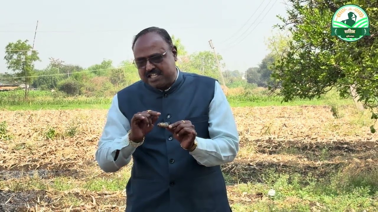 हळद काढणी प्रक्रिया व लागवड तंत्रज्ञान मार्गदर्शन || turmaric || हळद || #farming #viral #agriculture