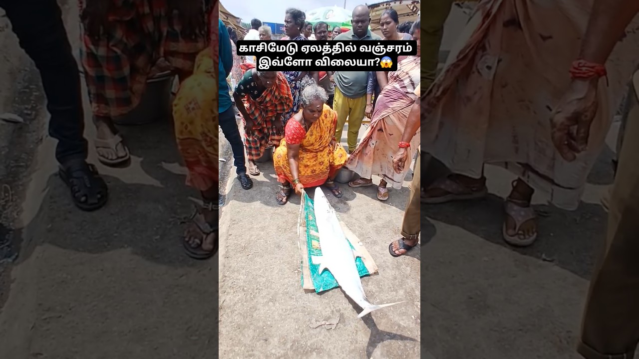 🐋💥HUGE KING FISH AUCTION AT KASIMEDU FISH MARKET🔥😱 #shorts #kingfish #auction #kasimedu #fishmarket