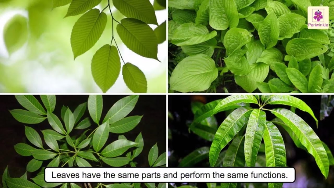All About Plant Leaf | Types of Leaves | Photosynthesis | Science For Kids | Grade 4 | Periwinkle