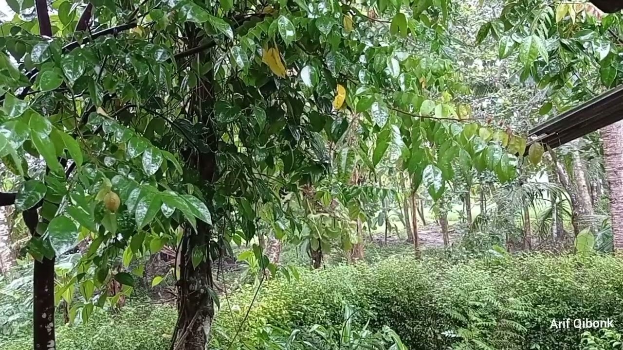 ASMR sound of rain soothes the soul stress reliever insomnia calming sleep suara gemercik air hujan