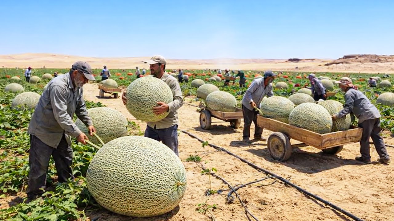 Shock: They Tried Growing Melons in the Desert — The Results Will Amaze You