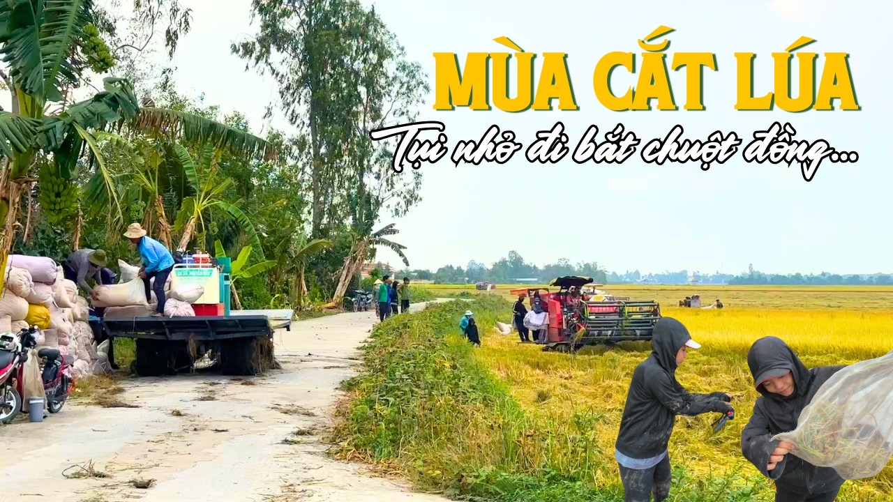 Ký ức miền Tây: Ngày mùa quê hương, người lớn vác lúa, trẻ con bắt chuột đồng